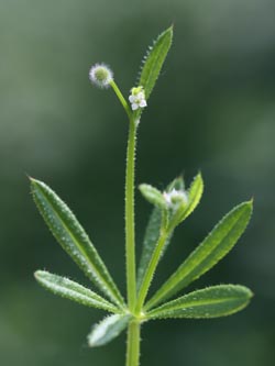 Galium_aparine_020612_CB06.jpg