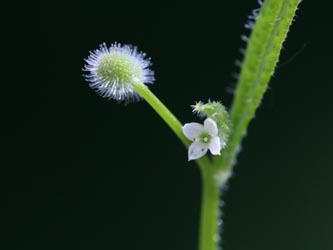 Galium_aparine_020612_CB07.jpg