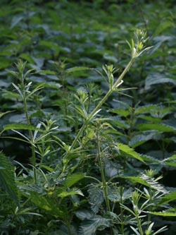 Galium_aparine_020612_CB13.jpg