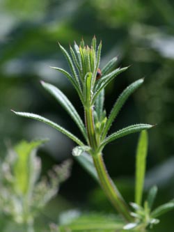 Galium_aparine_020612_CB15.jpg