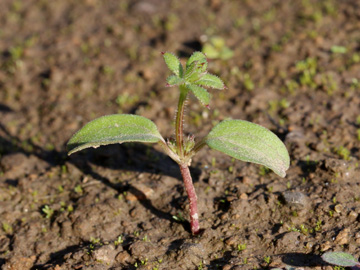 Galium_aparine_141017_CB02.jpg