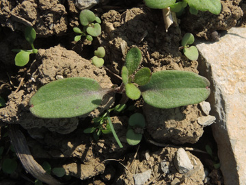 Galium_aparine_220917_ja01.jpg