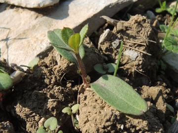 Galium_aparine_220917_ja02.jpg