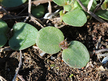 Galium_aparine_270918_CB01.jpg