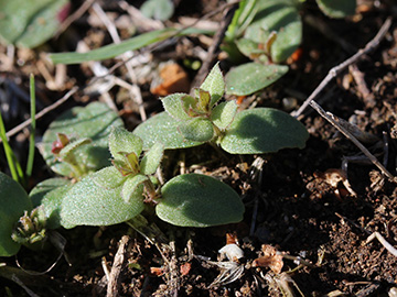 Galium_aparine_270918_CB03.jpg