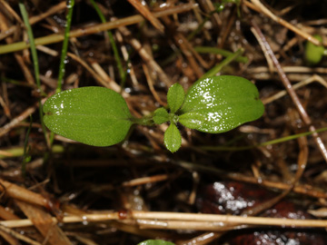 Galium_aparine_BO_Koenigsbuescher_Waeldchen_Pilze_CB01.jpg