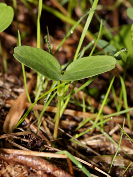 Galium_aparine_BO_Koenigsbuescher_Waeldchen_Pilze_CB03.jpg