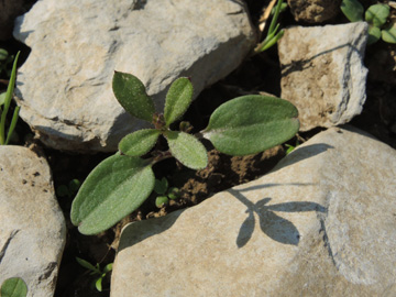 Galium_aparine_Dyckerhoff06_Geseke_220917_ja03.jpg