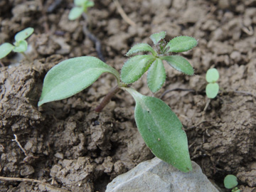 Galium_aparine_Geseke_011117_ja01.jpg