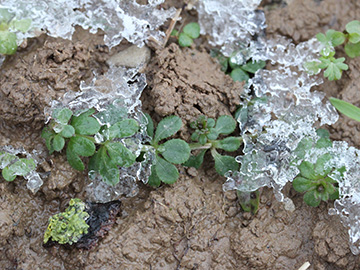 Galium_aparine_Geseke_040218_CB01.jpg