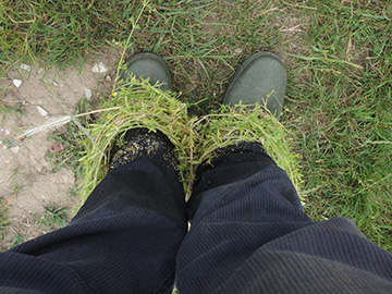 Galium_aparine_Geseke_100618_ja01.jpg