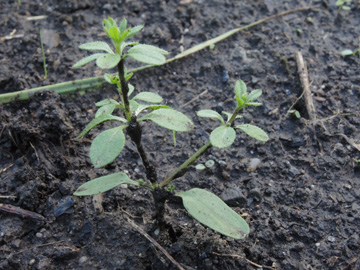 Galium_aparine_Keimling_BOQuerenburg_BUNDObstwiese_090917_ja01.jpg