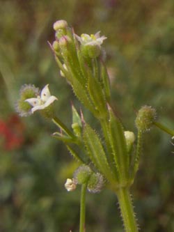 Galium_aparine_PL_ja09.jpg