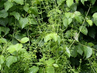 Galium_aparine_ja01.jpg