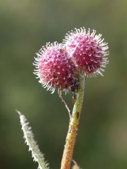 Galium_aparine_ja03.jpg