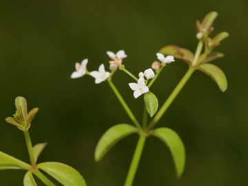 Galium_elongatum_030917_CB01.jpg