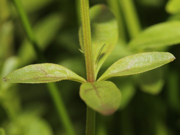 Galium_elongatum_030917_CB02.jpg