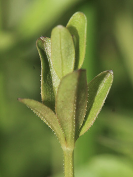 Galium_elongatum_030917_CB04.jpg
