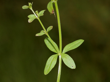 Galium_elongatum_030917_CB05.jpg