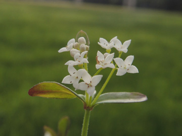 Galium_elongatum_Drolshagen_030917_ja02.jpg