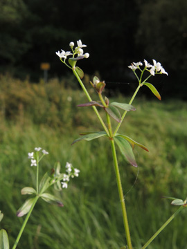 Galium_elongatum_Drolshagen_030917_ja06.jpg