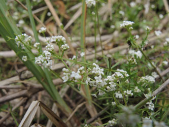Galium_palustre_140615_ja02.jpg
