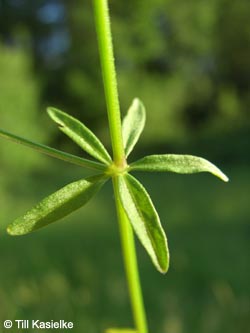Galium_palustre_AKWUPNord110610_TK01.jpg