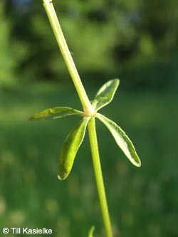 Galium_palustre_AKWUPNord110610_TK02.jpg