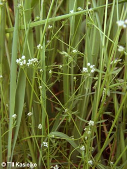 Galium_palustre_AKWUPNord110610_TK03.jpg