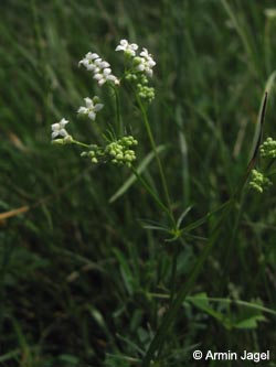 Galium_pumilum_SWD2009_ja164.jpg