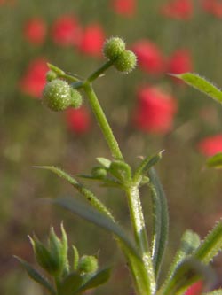 Galium_spurium_PL_ja01.jpg