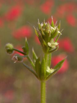 Galium_spurium_PL_ja05.jpg