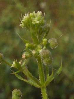 Galium_spurium_PL_ja09.jpg