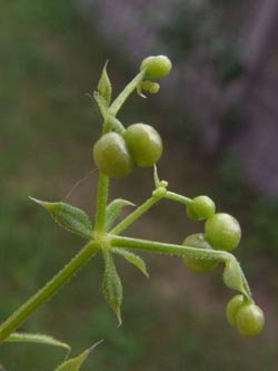 Galium_spurium_PL_ja13.jpg