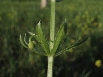 Galium_tricornutum_Mallorca2012_AckerCapdepera300312_ja01.jpg