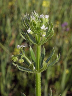 Galium_tricornutum_Mallorca2012_AckerCapdepera300312_ja08.jpg