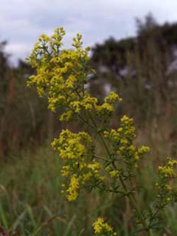 Galium_verum_AltarmZibberick_ElbeEx2008_ja01.jpg