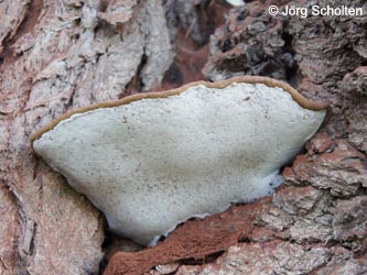 Ganoderma_applanatum_DURheinhausen_130914_JScholten08.jpg