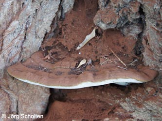 Ganoderma_applanatum_DURheinhausen_130914_JScholten09.jpg