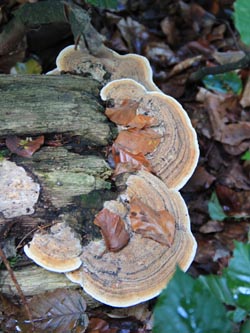 Ganoderma_applanatum_WeitmarerHolz_121014_CB17.jpg