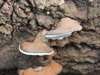 Ganoderma_applanatum_WeitmarerHolz_121014_CB28.jpg