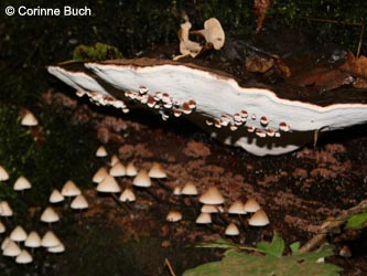 Ganoderma_lipsiense_BoevinghauserBachtal141012_CB06.jpg