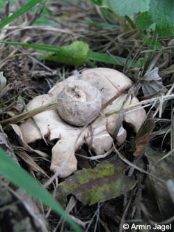 Geastrum_fimbriatum_BOEppendorf250910_ja03.jpg