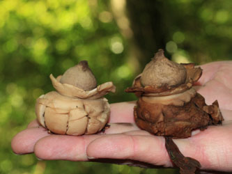 Geastrum_triplex_BOMailand_111015_Pilze_CB01.jpg