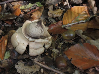 Geastrum_triplex_BOMailand_111015_ja03.jpg