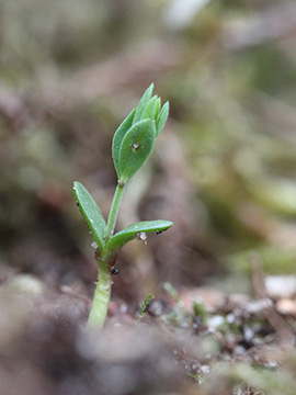 Genista_anglica_240418_CB03.jpg