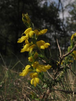 Genista_anglica_HoheMark010513_ja02.jpg