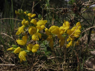 Genista_anglica_HoheMark010513_ja04.jpg