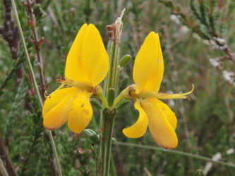 Genista_pilosa_140615_ja01.jpg