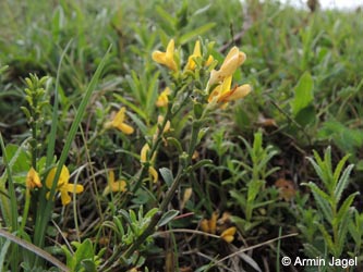 Genista_pilosa_Breinigerberg_Schlangenberg_250514_ja01.jpg